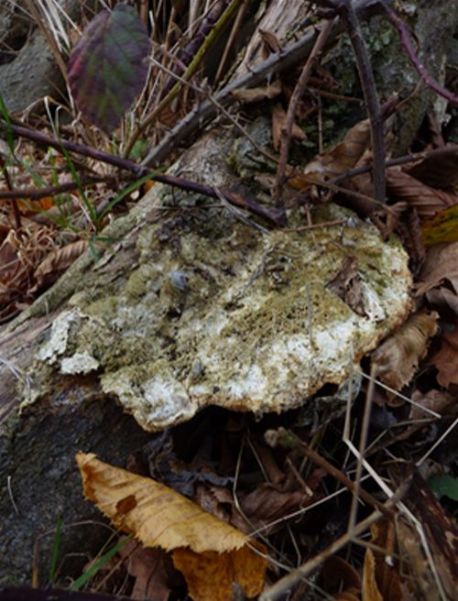 On a barkless buttress root of a veteran hornbeam at Hatfield Forest, Essex.